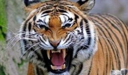 老虎爆料十三哥视频,老虎爆料视频背后的惊人真相